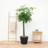 Product afbeelding 1