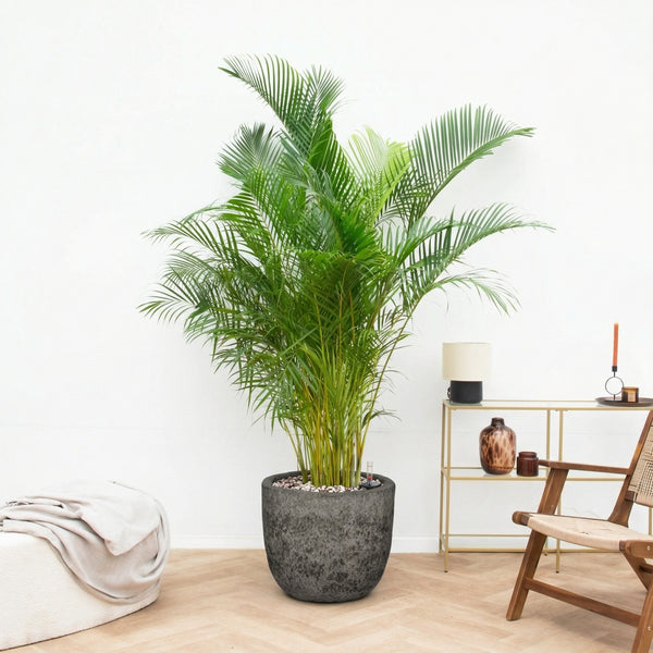Combi deal - Areca Palm inclusief pot Russel L - 220cm