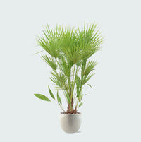 Combi deal - Chamaerops Humilis inclusief pot Grigio new egg - 170cm