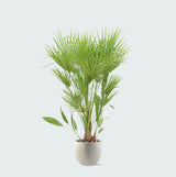 Product afbeelding 1
