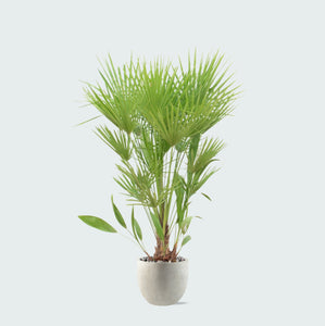 Combi deal - Chamaerops Humilis inclusief pot Grigio new egg - 170cm