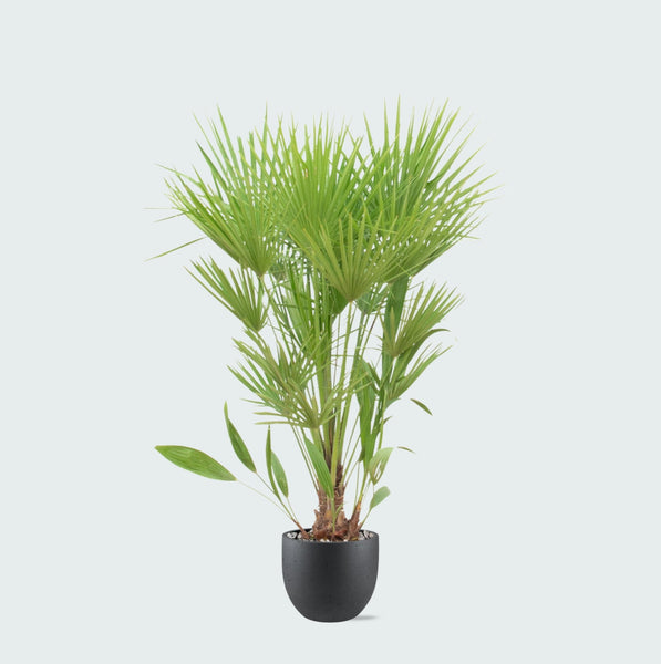 Combi deal - Chamaerops Humilis inclusief pot Grigio new egg - 170cm