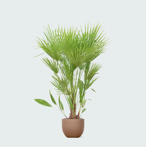 Combi deal - Chamaerops Humilis inclusief pot Grigio new egg - 170cm