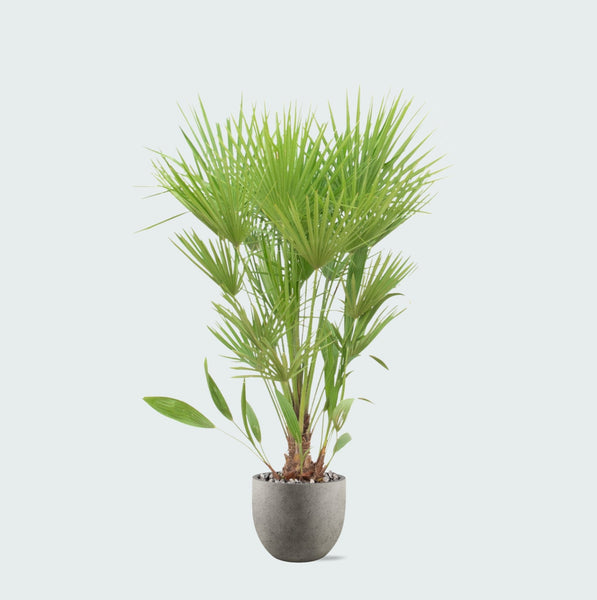 Combi deal - Chamaerops Humilis inclusief pot Grigio new egg - 170cm