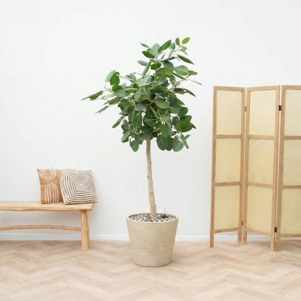 Combi deal - Ficus Benghalensis Audrey inclusief pot Bucket - 190cm