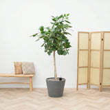 Product afbeelding 4