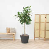 Product afbeelding 2