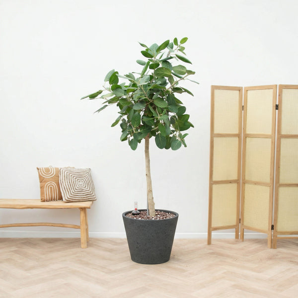 Combi deal - Ficus Benghalensis Audrey inclusief pot Bucket - 190cm