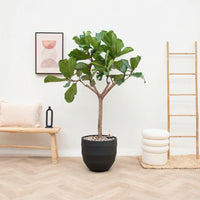 Kombi-Angebot - Ficus Lyrata Baum mit Topf Bordo New Egg - 180cm