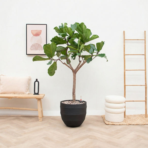 Combi deal - Ficus Lyrata Boom inclusief pot Bordo New Egg - 180cm kopen bij Green Bubble