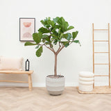 Product afbeelding 2