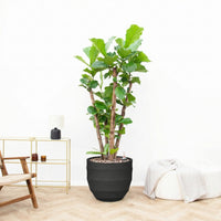 Offre combinée - Ficus Lyrata ramifié avec pot Bordo New Egg - 220 cm