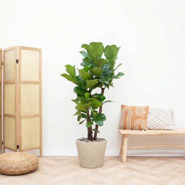 Combi deal - Ficus Lyrata Vertakt inclusief pot Bucket - 200cm