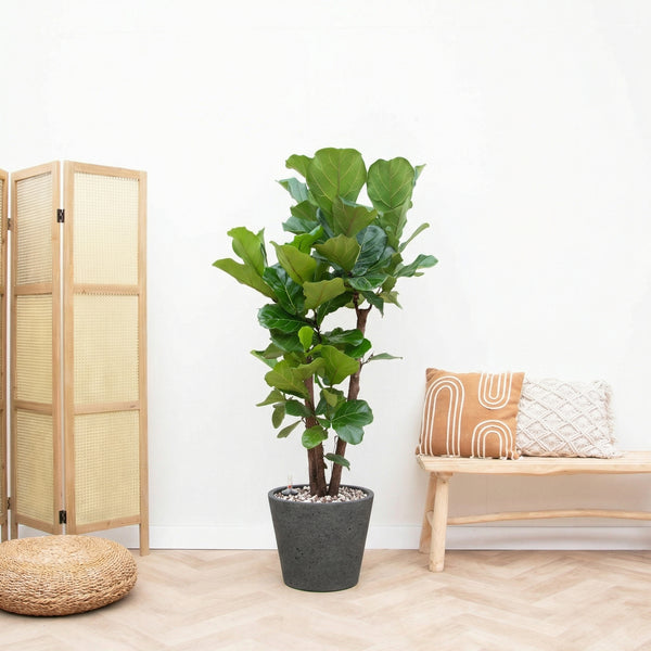Combi deal - Ficus Lyrata Vertakt inclusief pot Bucket - 200cm