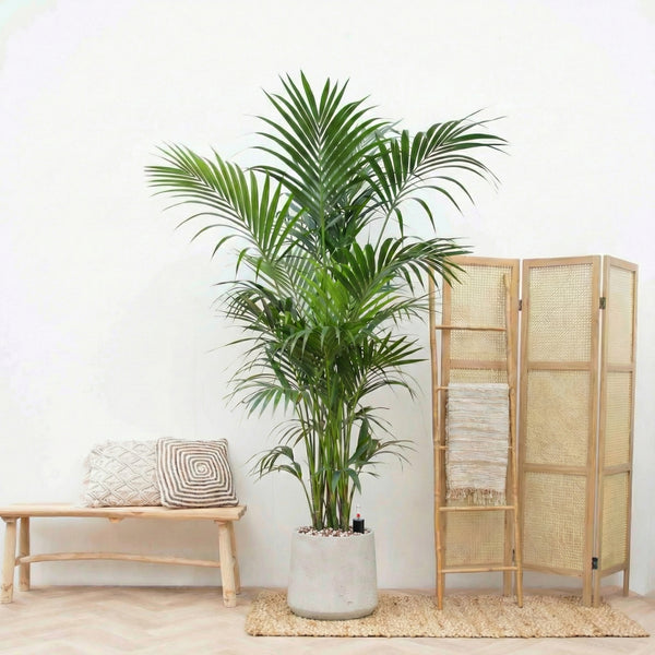 Combi deal - Kentia Palm XXL inclusief pot Aniek Cement - 250cm