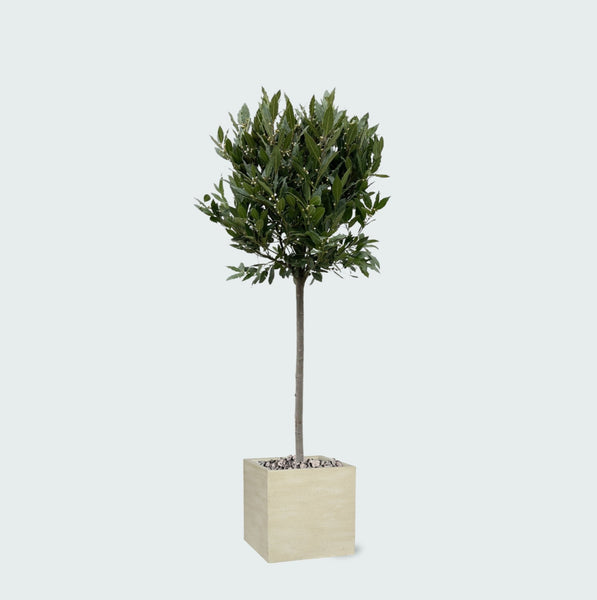 Combi deal - Laurus Nobilis stam inclusief pot Block - 210cm