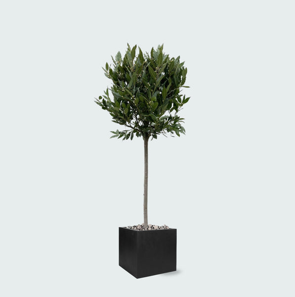 Combi deal - Laurus Nobilis stam inclusief pot Block - 210cm