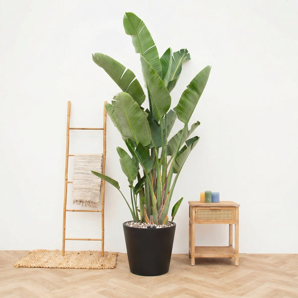 Combi deal - Strelitzia Augusta Multistam de luxe inclusief pot Bucket - 250cm