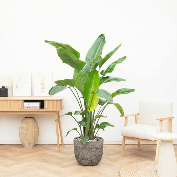 Combi deal - Strelitzia Nicolai 6 stek inclusief pot Russel L - 200cm