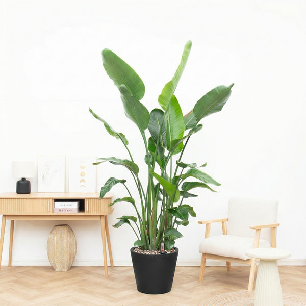 Combi deal - Strelitzia Nicolai inclusief pot Bucket - 200cm kopen bij Green Bubble