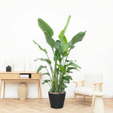 Product afbeelding 1