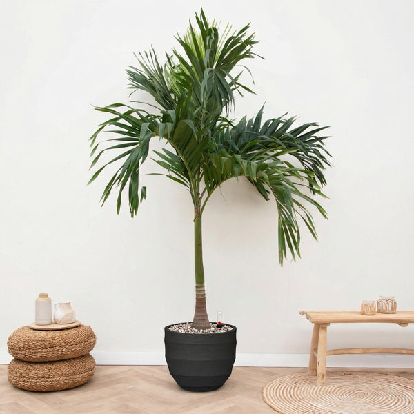 Combi deal - Veitchia Merrillii inclusief pot Bordo New Egg - 210cm