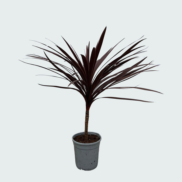 Cordyline Australis Red Star - 120cm