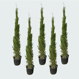 Product afbeelding 3