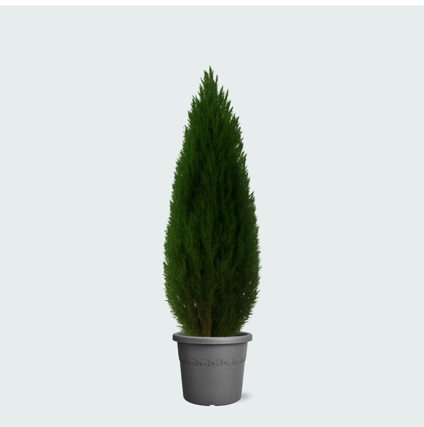 Cupressus - 100cm kopen bij Green Bubble