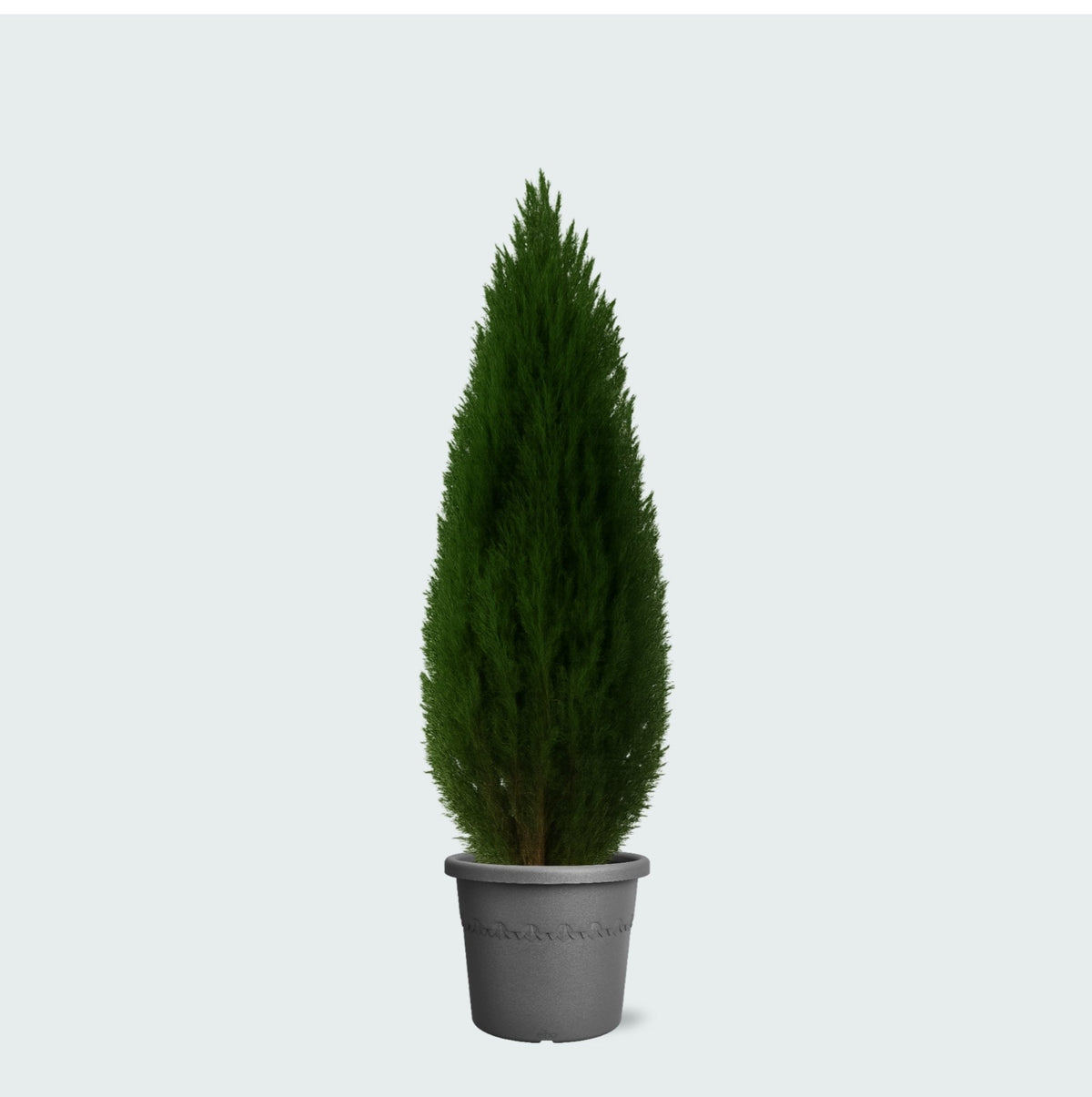 Cuidado del Cupressus verzorging - Green Bubble