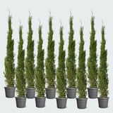 Product afbeelding 1