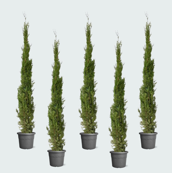 5x Cupressus Leylandii piramide - 210cm