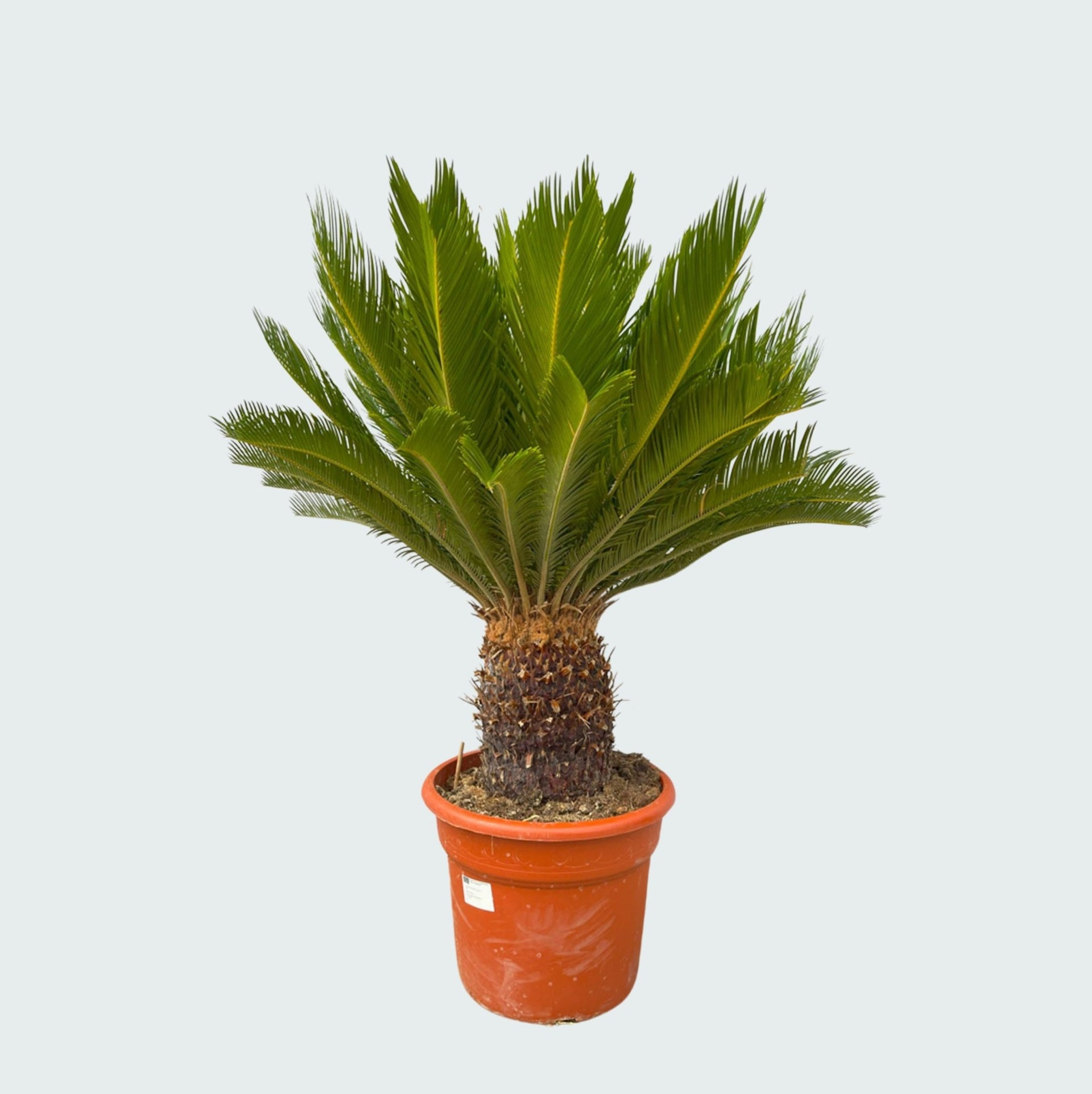 Cycas medium online bestellen? | Goedkoop Cycas medium online bestellen? | Goedkoop