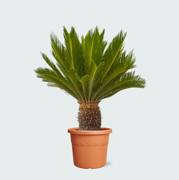 Cycas Revoluta - 140cm