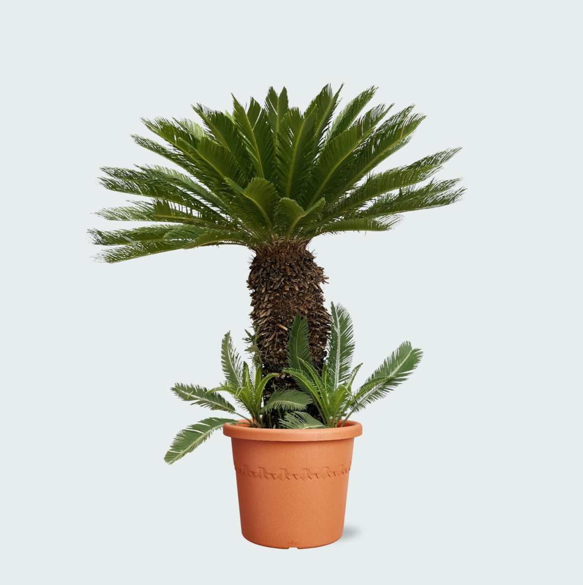 Verzorging Cycas Revoluta verzorging - Green Bubble