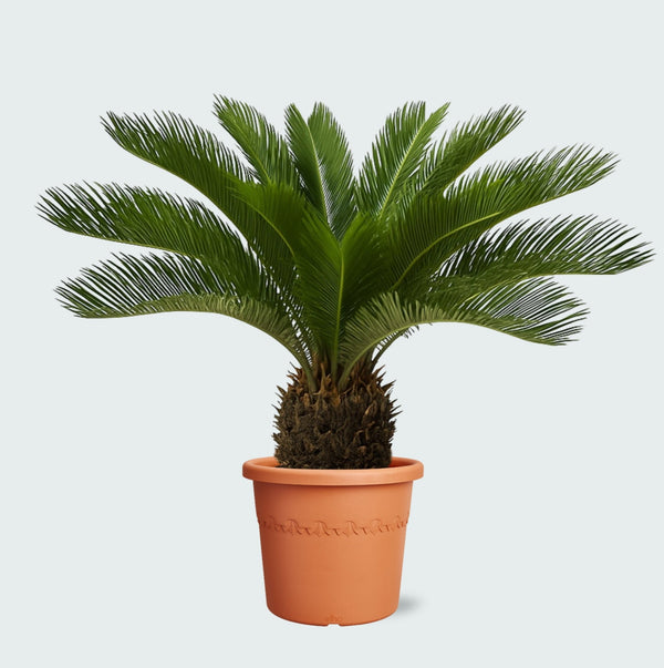 Cycas Revoluta - 70 cm kopen bij Green Bubble