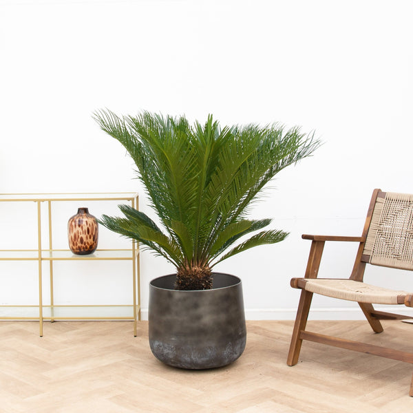 Cycas Revoluta - 110cm