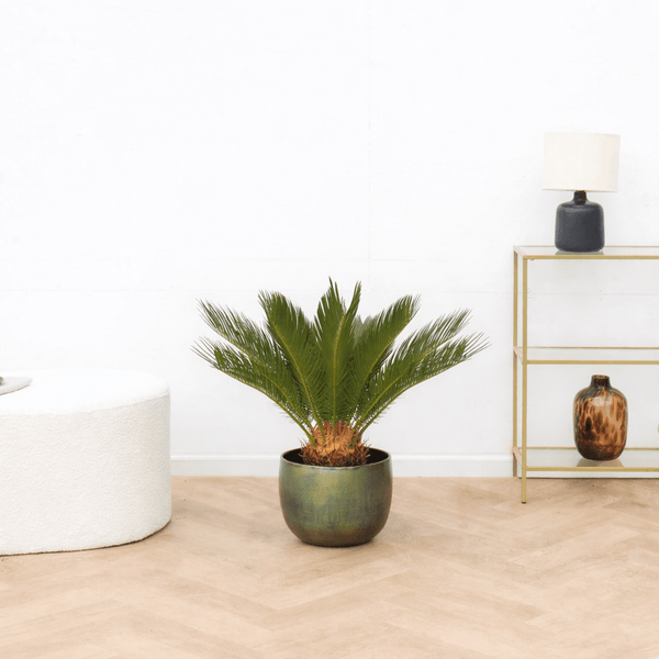 Cycas Revoluta - 60cm
