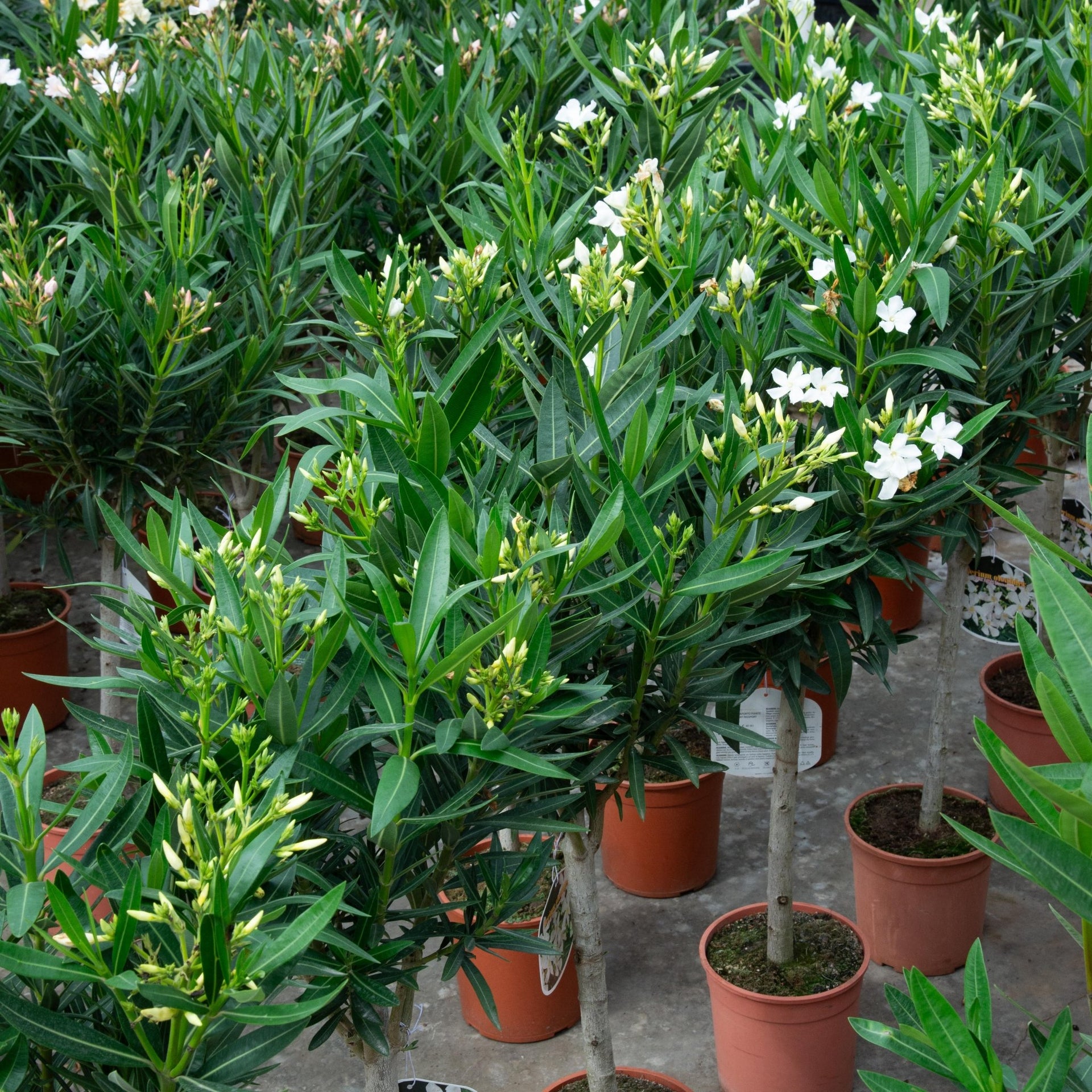 oleander zimmerpflanze Nerium Oleander auf Stamm | 130cm