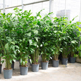 Product afbeelding 3