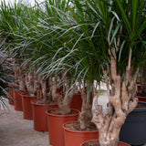 Product afbeelding 2