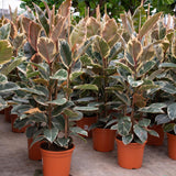 Product afbeelding 2