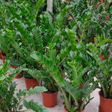 Product afbeelding 3