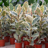 Product afbeelding 2