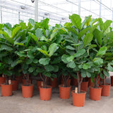 Product afbeelding 2