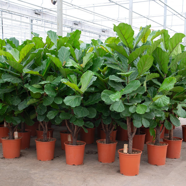 Ficus Lyrata vertakt - 180cm