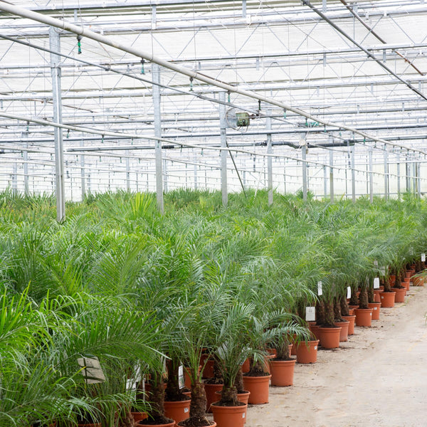 Phoenix Roebelenii op stam - 160cm