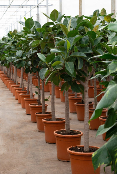 Ficus Elastica Robusta op stam - 200cm