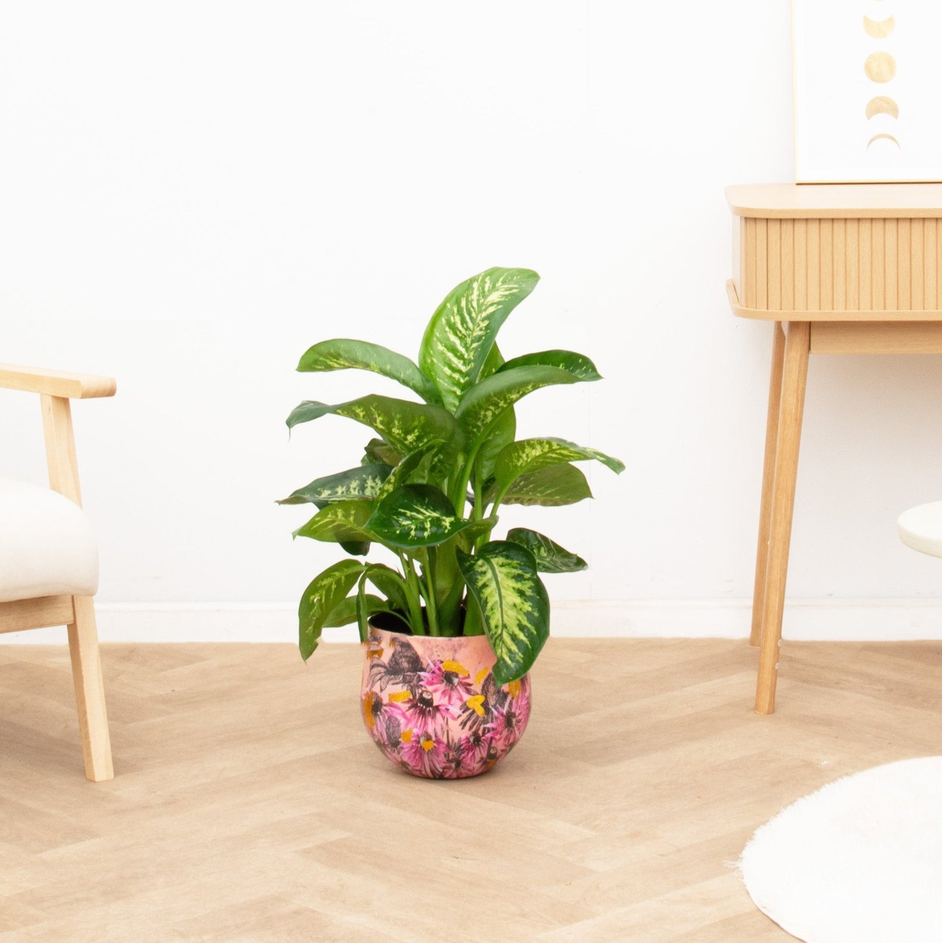 dieffenbachia compacta tropic snow Dieffenbachia Tropic Snow - 70cm