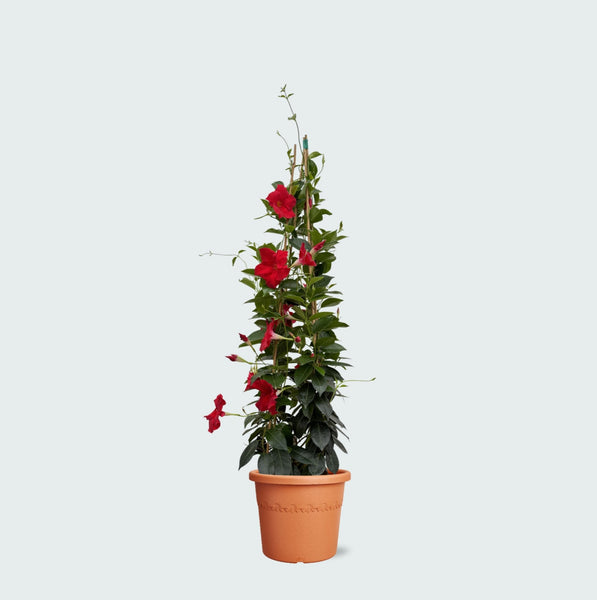 Dipladenia - 100cm